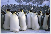 Memory trick for Swarming