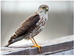 Memory trick for Hawk-eyed