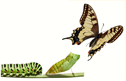 Memory trick for Metamorphose