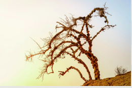 Memory trick for Lacklustre