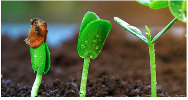 Memory trick for Germination