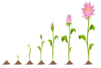 Burgeon - Begin to grow or increase rapidly.
