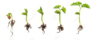 Sprout - Cause to develop/ to grow, spring up, or come forth.