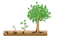 Incipient - Beginning to happen or develop./ developing into a specified type or role.