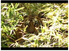 Lurk  - To be concealed but capable of being discovered/ to move furtively or inconspicuously/ be or remain hidden.