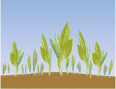 Arable  - Concerned with growing arable crops./ adequate for cultivating