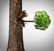 Offshoot - (A thing that develops from something else),
