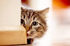 Around the corner  - (Imminent or likely to happen very soon/in close proximity to another location)