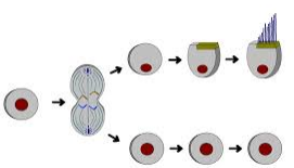 Proliferation - (A rapid and often excessive spread or increase)