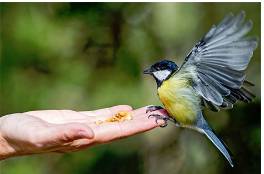 Chivalry  - (Very honorable and courteous behavior)