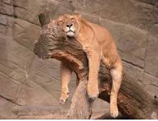 Lackadaisical  - (Lacking enthusiasm and determination; carelessly lazy.)