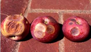 Fester  - To undergo decay; rot.