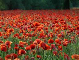 Profusion  - An abundance or large quantity of something.