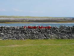 Dyke  - A thick wall that prevents river or sea water flooding onto land.