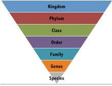 Taxonomy  - A system for naming and organizing things, especially plants and animals, into groups that share similar qualities.