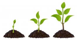 Gestation  - The development of something over a period of time.