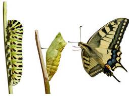 Metamorphosis  - A change in form, appearance, or use.