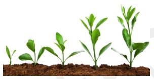 Burgeoning  - Beginning to grow or develop rapidly.