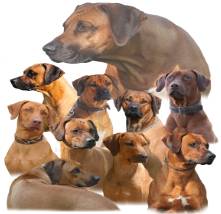 Progeny  - The young or offspring of a person, animal, or plant.