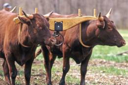 Yoke  - To put a yoke on animals, especially cattle, so that they are fastened together and to a connected vehicle or load: