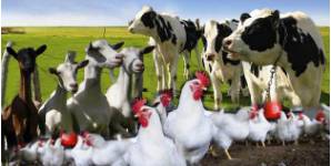 Livestock - Farm animals, such as cows, sheep, or chickens, kept for use and profit.