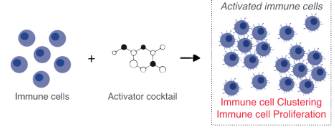 Proliferation  - Rapid increase in the number or amount of something.