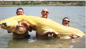 Whopping  - Very large of its kind, thumping.