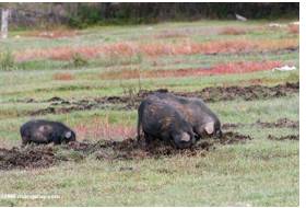Depredation  - An act of attacking or plundering.