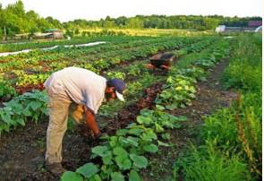 Agrarian  - Engaged in or concerned with agriculture.