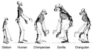 Analogy  - A comparison to show similarity between two things.