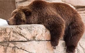 Sluggish  - Averse to activity or exertion.