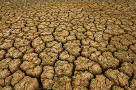 Desiccate  - Remove the moisture from (something), typically in order to preserve it.