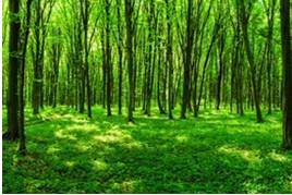 Verdant  - Covered with healthy green plants or grass.
