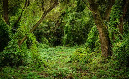 Thicket - A dense group of bushes or trees.
