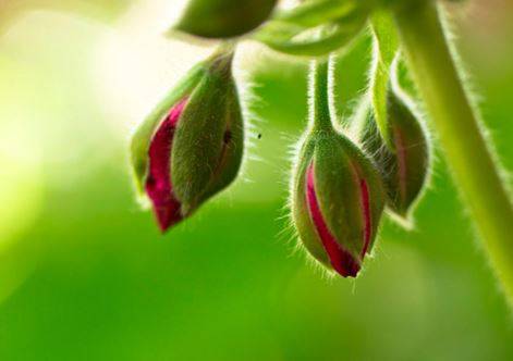 Incipient - Beginning to happen or develop.