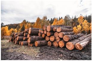Stockpile  - Meaning: accumulate a large stock of (goods or materials).