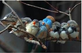 Huddle  - Meaning: crowd together; nestle closely.