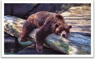 Torpor  - Meaning: a state of physical or mental inactivity.