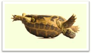 Upend  - Meaning: set or turn (something) on its end or upside down.