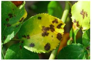 Blight  - Meaning: have a severely detrimental effect on.
