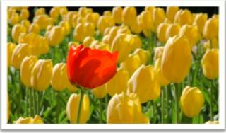 Conspicuous  - Meaning: clearly visible; attracting notice or attention.