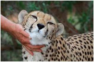 Tamely  - Meaning: In a tame or docile manner.