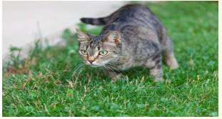 Instinctive  - Meaning: (of a person) doing or being a specified thing apparently naturally or automatically.