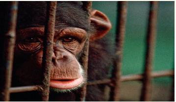Captivity  - Meaning: the condition of being imprisoned or confined.