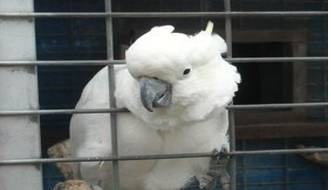 Captive  - Meaning: imprisoned or confined.