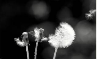 Fragility  - Meaning: the quality of being easily harmed or destroyed.