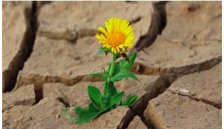 Resilient  - Meaning: able to withstand or recover quickly from difficult conditions.