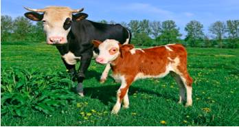 Progeny  - Meaning: the young or offspring of a person, animal, or plant.