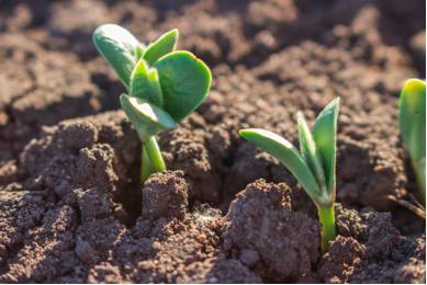 Emergence  - Meaning: the process of coming into existence or prominence.