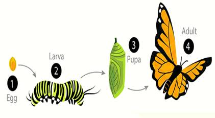 Morph  - Meaning: undergo or cause to undergo a gradual process of transformation.